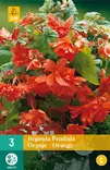 Begonia Pendula Orange 3 kpl/pkt - Muut kukkasipulit - 8712438620348 - 0