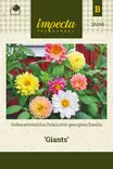 Daalia Giants - Kukkien ja koristeheinien siemenet - 7332756261668 - 0