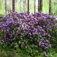Dahurianalppiruusu Kustavi - Alppiruusut ja atsaleat - 35738 - 2