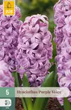 Hyasintti Purple Voice 5 kpl/pkt - Muut kukkasipulit - 8712438997778 - 1