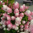 Japaninhortensia Pinkachu - Koristepensaat - 45798 - 1