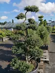 Kääpiökataja Repanda Bonsai - Bonsait ja erikoishavut - 84958 - 1