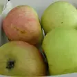 Kesäomena Viurilan Ananas - Omenapuut - 1478 - 1