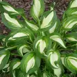 Kirjokuunlilja Mediovariegata - Perennat - 72688 - 1