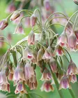 Laukka Siculum 5kpl/pkt - Laukat - 8712438989018 - 2