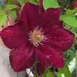 Loistokärhö Rouge Cardinal - Köynnöskasvit - 5098 - 1