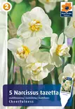 Narsissi Yellow Cheerfullness 5 kpl/pkt - Narsissit - 8711148314608 - 1