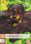 Päivänlilja Bogeyman 1 kpl/pkt -  - 8712438634918 - 1