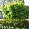Pallovaahtera Globosum - Koristepuut - 40208 - 2
