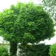 Pallovaahtera Globosum - Koristepuut - 40208 - 1
