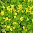 Rönsyansikka - Perennat - 7598 - 2