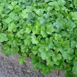 Rönsyansikka - Perennat - 7598 - 1