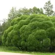 Terijoensalava Bullata, pensas - Koristepensaat - 4648 - 1
