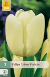 Tulppaani Creme Fraiche 7 kpl/pkt - Tulppaanit - 8712438503078 - 1