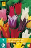 Tulppaani Lily Flowering mix 7 kpl/pkt - Tulppaanit - 8712438505508 - 2