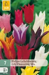 Tulppaani Lily Flowering mix 7 kpl/pkt - Tulppaanit - 8712438505508 - 1