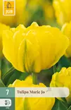 Tulppaani Mariejo 7 kpl/pkt - Tulppaanit - 8712438982408 - 1
