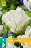 Tulppaani North Cap 7 kpl/pkt - Tulppaanit - 8712438982538 - 2