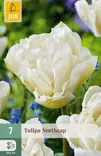 Tulppaani North Cap 7 kpl/pkt - Tulppaanit - 8712438982538 - 1
