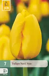 Tulppaani Novi Sun 7 kpl/pkt - Tulppaanit - 8712438504198 - 1