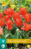 Tulppaani Oriental Beauty 7 kpl/pkt - Tulppaanit - 8712438975028 - 1