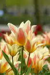 Tulppaani Quebec 6 kpl/pkt - Tulppaanit - 8711148313878 - 1