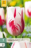 Tulppaani Sorbet 7 kpl/pkt - Tulppaanit - 8712438504808 - 1