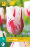 Tulppaani Sorbet 7 kpl/pkt - Tulppaanit - 8712438504808 - 1