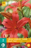 Värililja Asiatic Red 16/18 - Liljat - 8712438520808 - 2