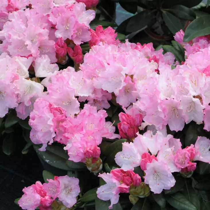 Alppiruusu Royal Rosy - Alppiruusut ja atsaleat - 35208 - 1