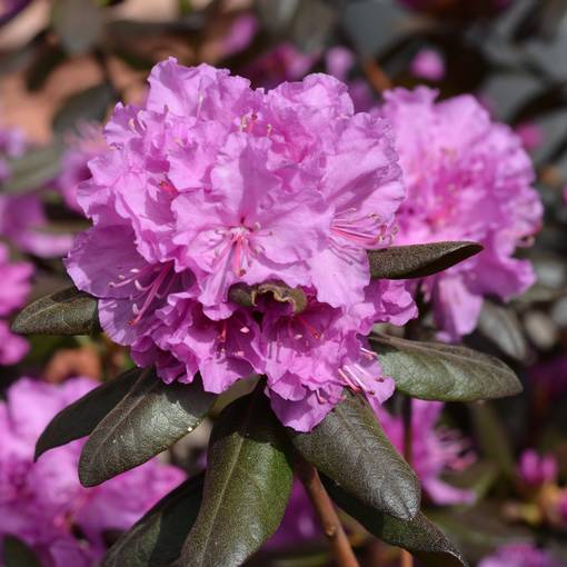 Dahurianalppiruusu Kustavi - Alppiruusut ja atsaleat - 35738 - 1