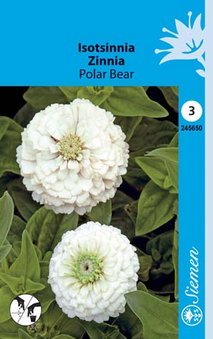 Isotsinnia Polar Bear - Kukkien ja koristeheinien siemenet - 6415152456508 - 1