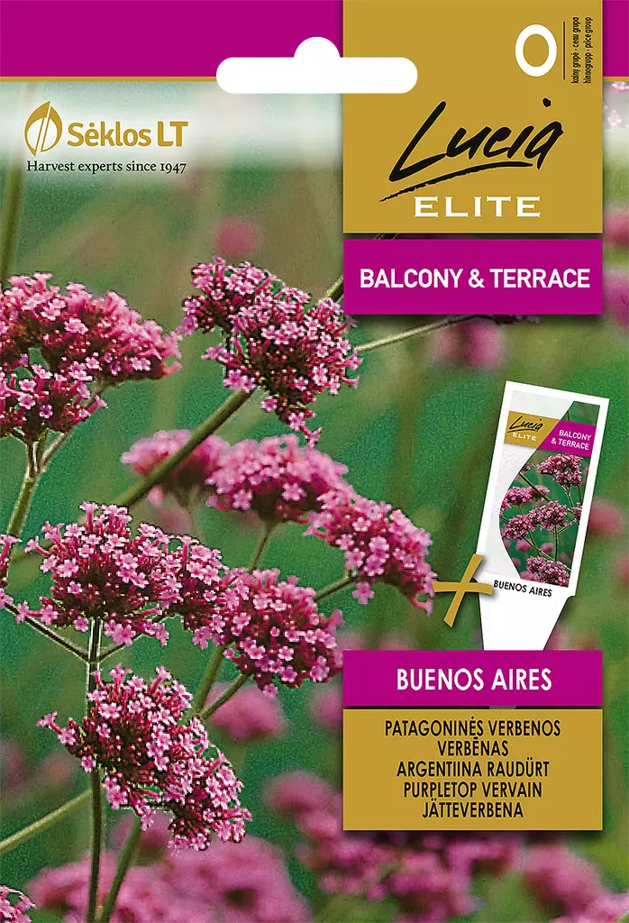JÄTTIVERBENA ELITE BUENOS AIRES - Kukkien ja koristeheinien siemenet - 4770168913868 - 0
