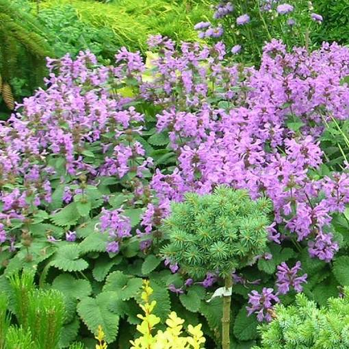 Jalopähkämö - Perennat - 7548 - 1