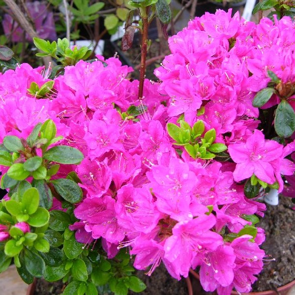 Japaninatsalea Kermesina - Alppiruusut ja atsaleat - 3578 - 1