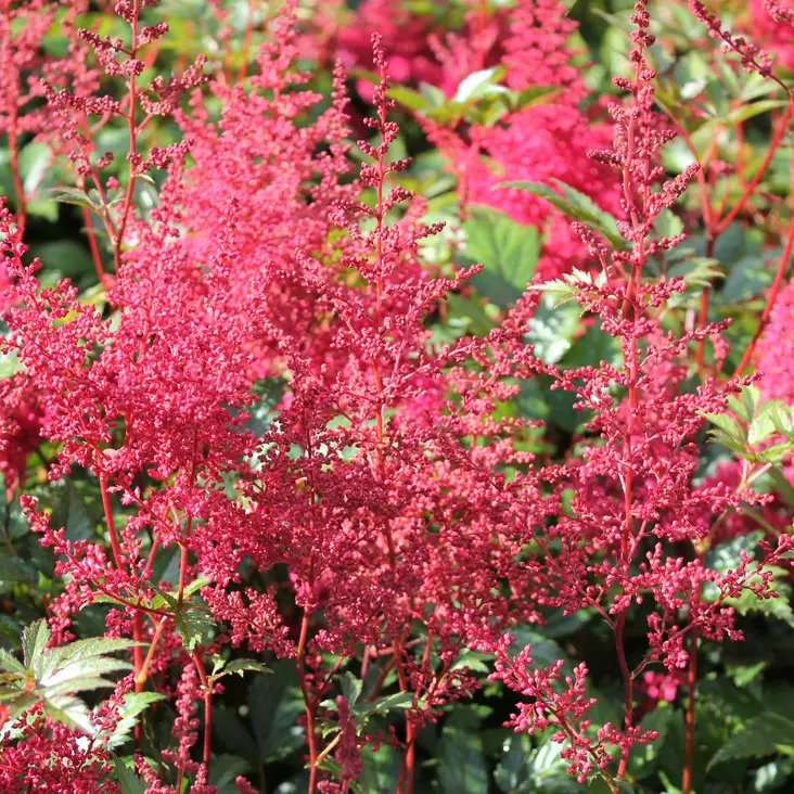 Japaninjaloangervo Montgomery - Perennat - 70848 - 1