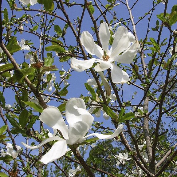 Japaninmagnolia - Koristepensaat - 42968 - 1