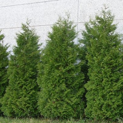 Kartiotuija Brabant 160-180 Pa - Havupuut - 62308 - 1