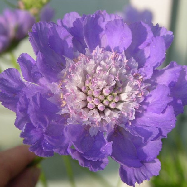 Kaukasiantörmäkukka Perfecta - Perennat - 7508 - 1