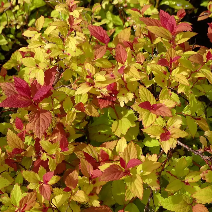 Keltajapaninangervo Magic Carpet - Koristepensaat - 46838 - 1