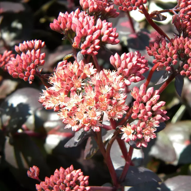 Komeamaksaruoho Purple Emperor - Perennat - 7518 - 1