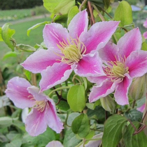 Loistokärhö Piilu - Köynnöskasvit - 5218 - 1