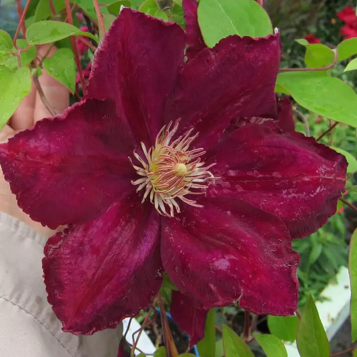 Loistokärhö Rouge Cardinal - Köynnöskasvit - 5098 - 1