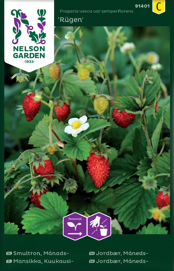 Mansikka, Kuukausi-, Rügen - Vihannesten ja yrttien siemenet - 7312600914018 - 0