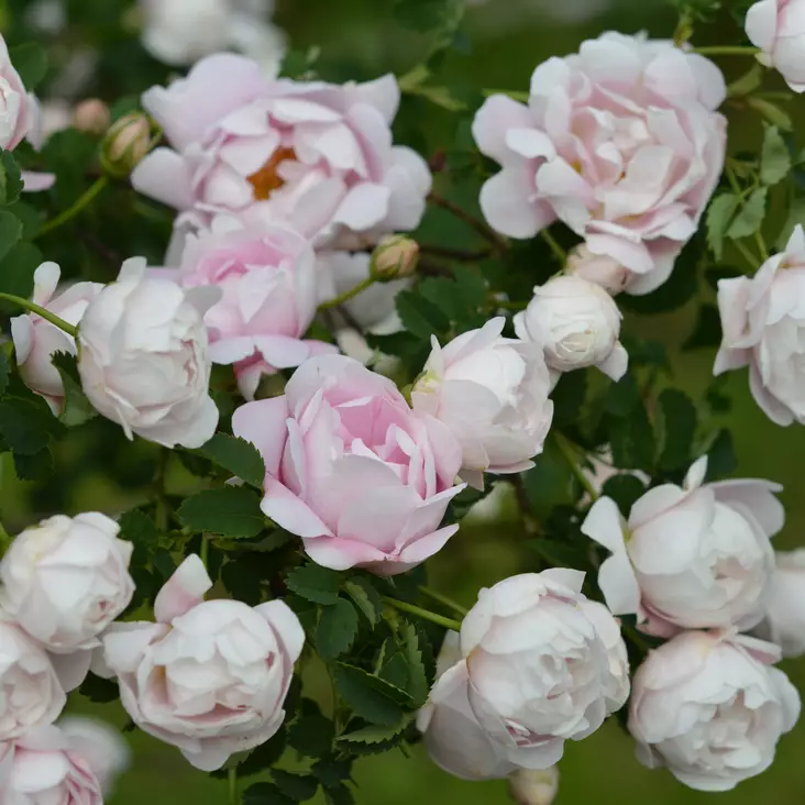 Morsionruusu Juhannusmorsian - Puistoruusut - 2688 - 1