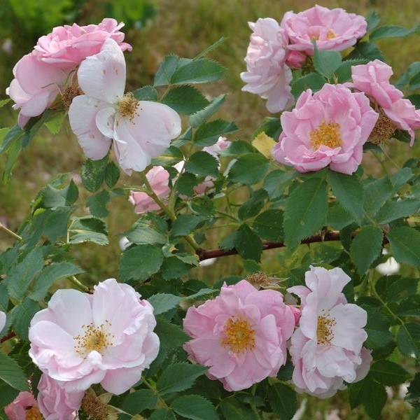 Neidonruusu Lumo - Puistoruusut - 28138 - 1