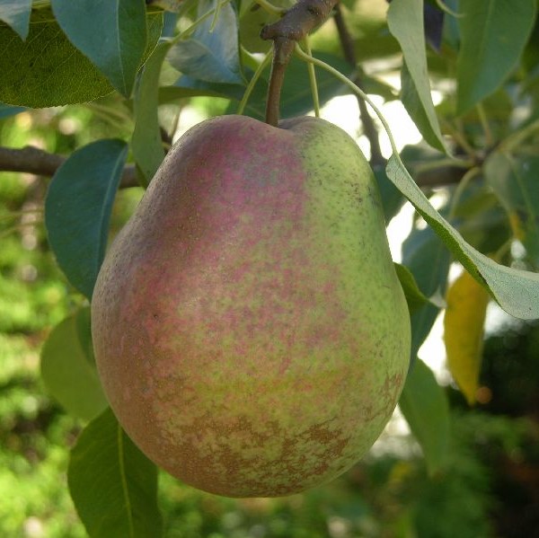 Päärynä Souvenirs - Päärynäpuut - 13578 - 1