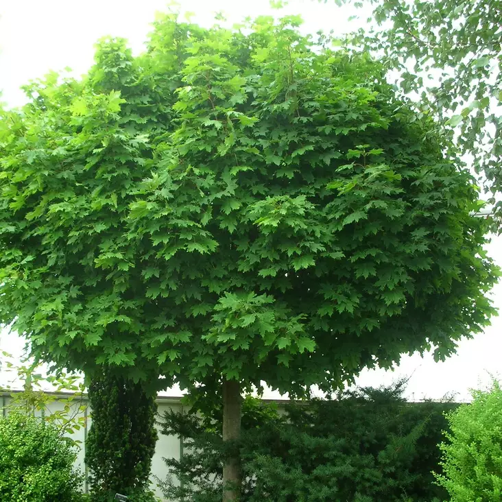 Pallovaahtera Globosum - Koristepuut - 40208 - 1