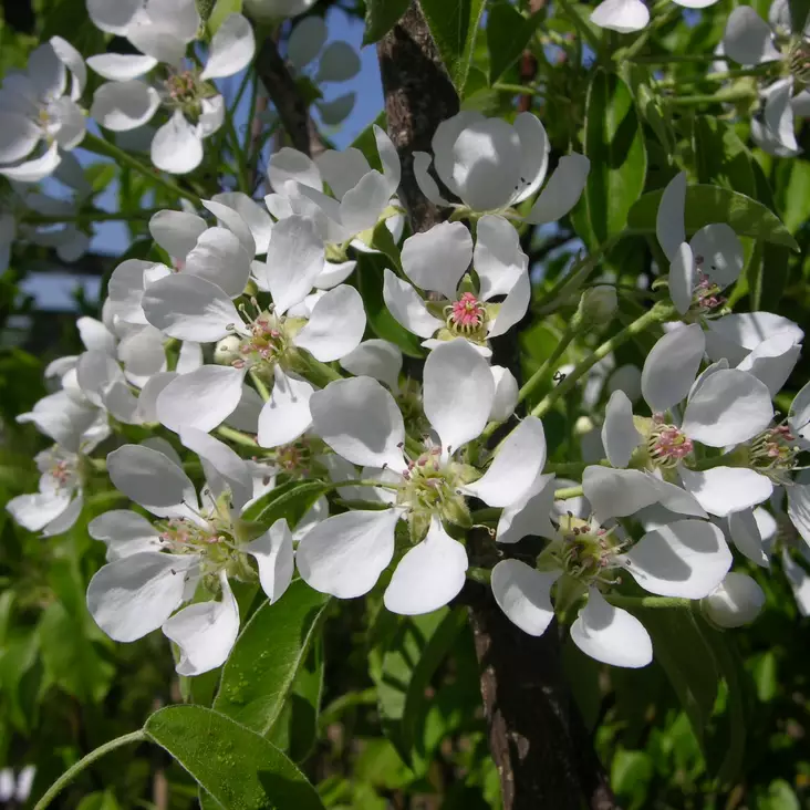 Perhepäärynä 3 eri lajiketta - Päärynäpuut - 1338 - 1