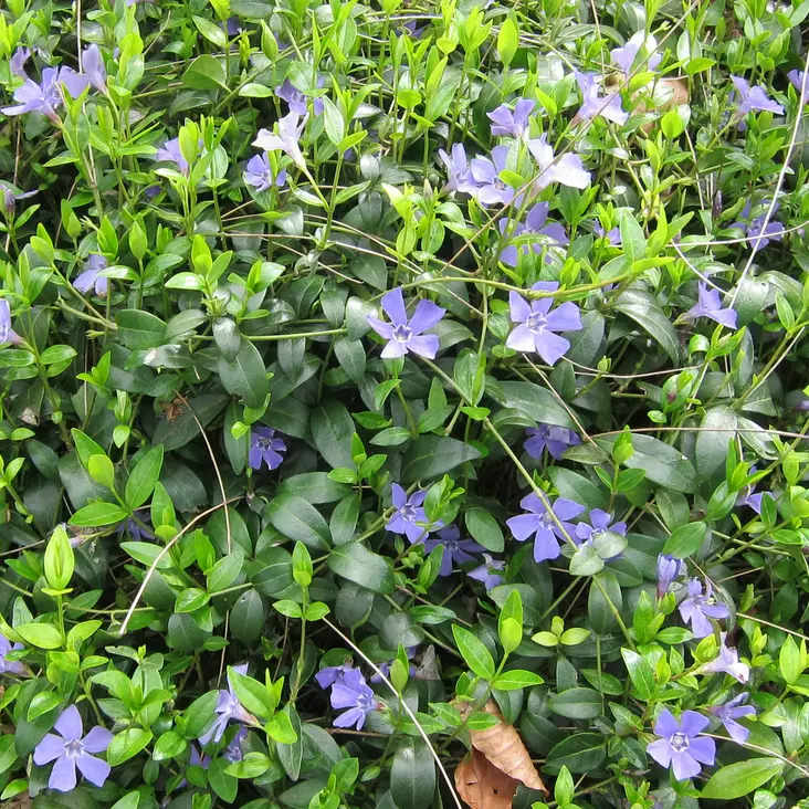 Pikkutalvio - Perennat - 7588 - 1